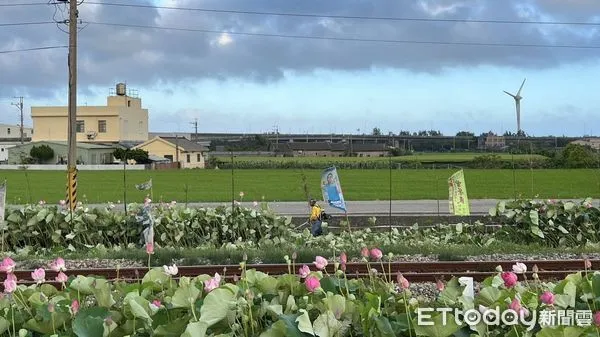 ▲▼通霄鎮五南里平交道荷花田爆發田主收取清潔費爭議，今天一早陳姓田主以割草機將田裡荷花全數腰斬。（圖／記者蔡文淵翻攝）