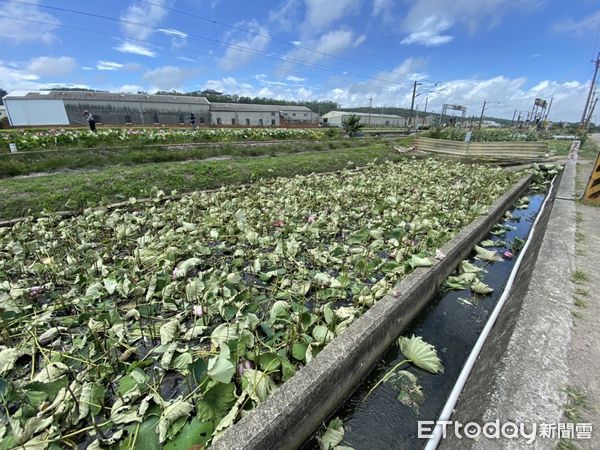 ▲▼通霄鎮五南里平交道荷花田爆發田主收取清潔費爭議，今天一早陳姓田主以割草機將田裡荷花全數腰斬。（圖／記者蔡文淵翻攝）