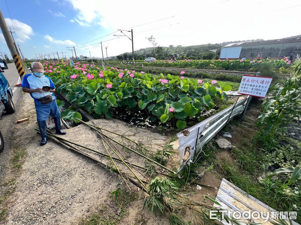 ▲▼通霄鎮五南里平交道荷花田爆發田主收取清潔費爭議，荷花被砍斷前的樣態。（圖／記者蔡文淵翻攝）