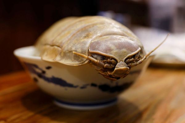 ▲▼台北知名拉麵店推出「大王具足蟲」料理，吸引饕客預約品嚐。（圖／路透）