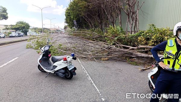 ▲▼高雄頻爆路樹被吹倒事故。（圖／記者賴文萱翻攝）