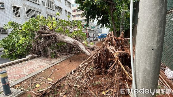 ▲▼高雄頻爆路樹被吹倒事故。（圖／記者吳世龍攝）