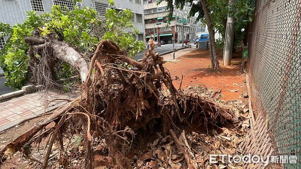 ▲▼高雄頻爆路樹被吹倒事故。（圖／記者吳世龍攝）