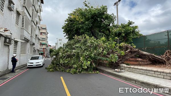 ▲▼高雄頻爆路樹被吹倒事故。（圖／記者吳世龍攝）