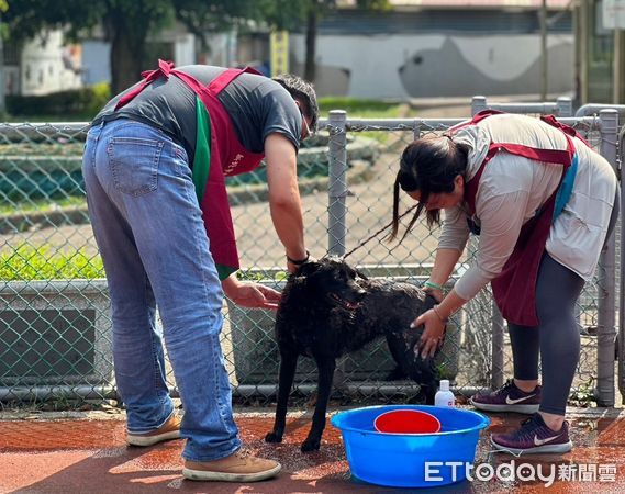 ▲▼天氣漸熱想幫寵物剃毛把握「3重點」清涼一夏　1犬種不建議剃毛。（圖／新北市動保處提供）