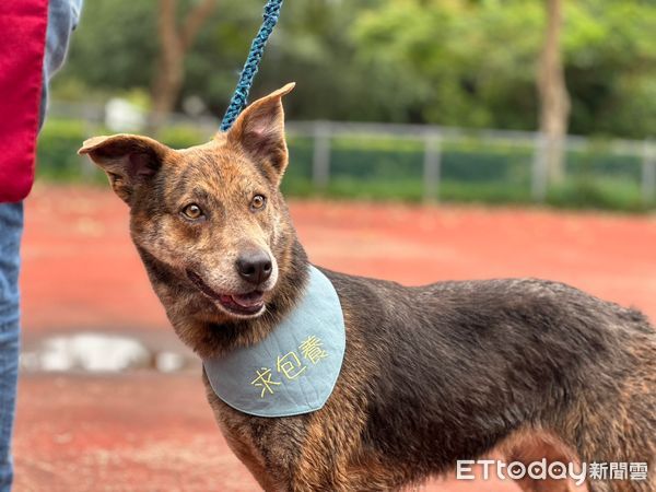 ▲▼天氣漸熱想幫寵物剃毛把握「3重點」清涼一夏　1犬種不建議剃毛。（圖／新北市動保處提供）