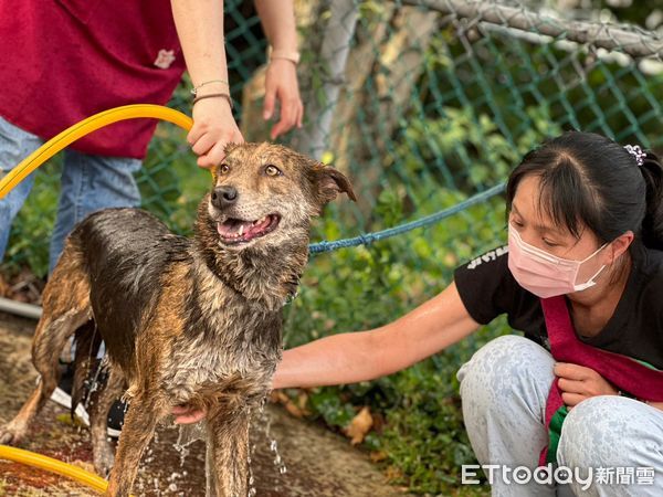 ▲▼天氣漸熱想幫寵物剃毛把握「3重點」清涼一夏　1犬種不建議剃毛。（圖／新北市動保處提供）