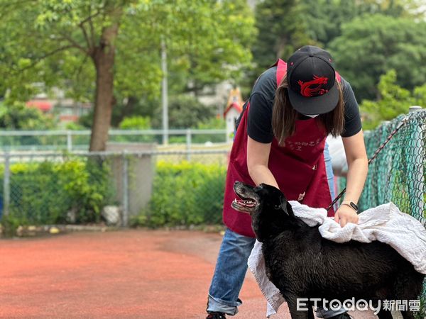 ▲▼天氣漸熱想幫寵物剃毛把握「3重點」清涼一夏　1犬種不建議剃毛。（圖／新北市動保處提供）