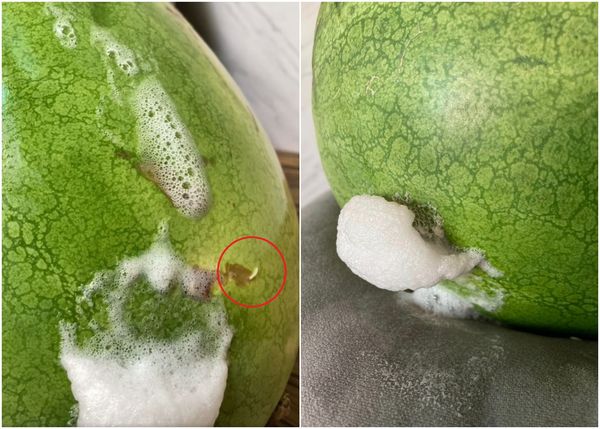 好市多西瓜口吐白沫！過來人勸快丟「炸開會很臭」：蛆都在逃命