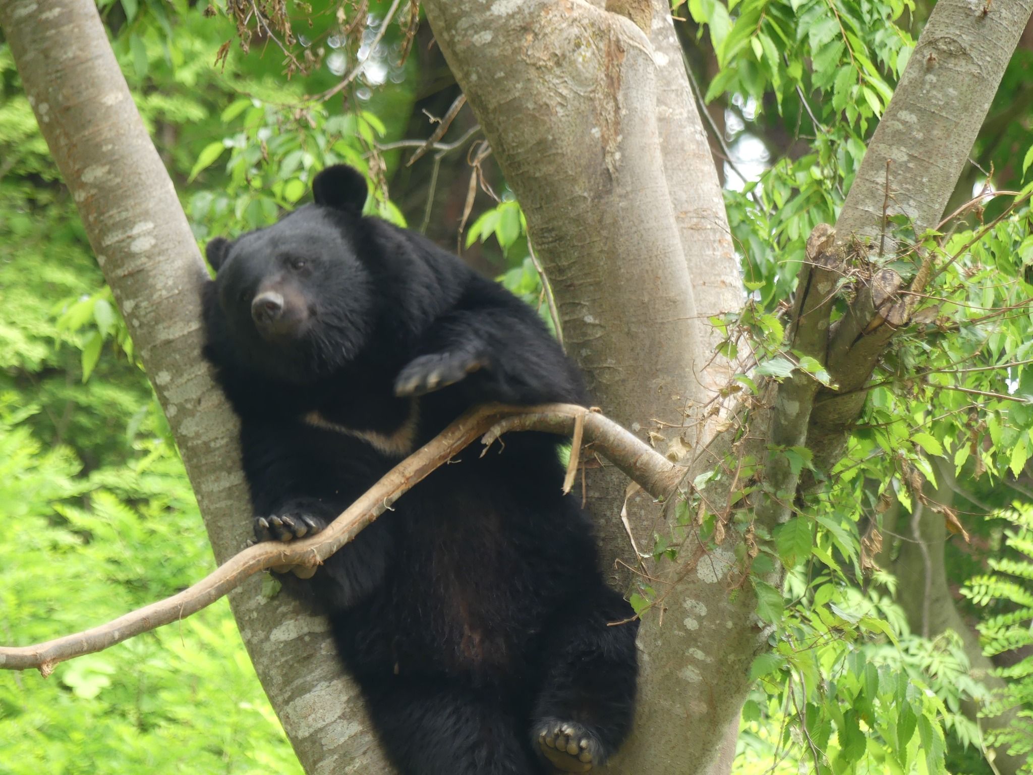 ▲▼園內飼養的亞洲黑熊。（圖／盛岡市動物公園ＺＯＯＭＯ）