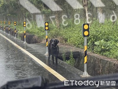 黑狗「全身淋濕」雨中找主人!脖子有項圈 他心疼:會靠近車探頭