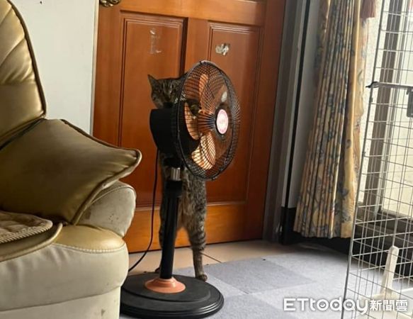 ▲在客廳快被熱死！貓師傅「跑去修理電風扇」大叫：爸～這個沒開。（圖／網友Xika Liao提供，請勿隨意翻拍，以免侵權。）