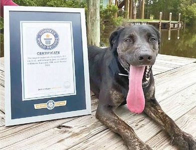 狗界長舌婦!舌頭12.7cm破金氏世界紀錄...飼主:牠很會流口水