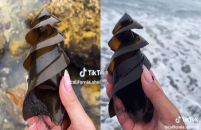 沙灘撿到神秘「棕色大鑽頭」!她皆真實身分:裡面藏驚喜