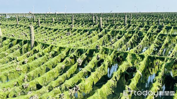 [新聞] 百年一見「恐怖綠地毯」芳苑海藻大爆發