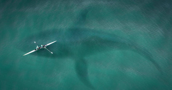 直布羅陀海峽近期發生多起殺人鯨攻擊船隻的事件。（示意圖／pixabay）