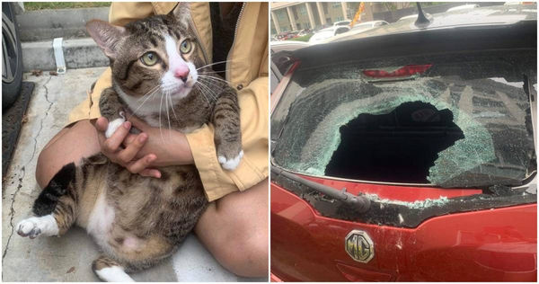 8.5公斤胖貓從六樓墜落，砸壞下方汽車玻璃，牠卻毫髮無傷。（圖／翻攝Lazada & Shopee臉書，下同）
