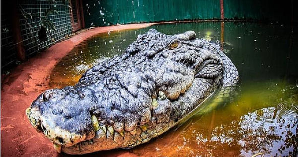 鱷魚卡修斯120歲了。（圖／翻攝Scott Morrison臉書）