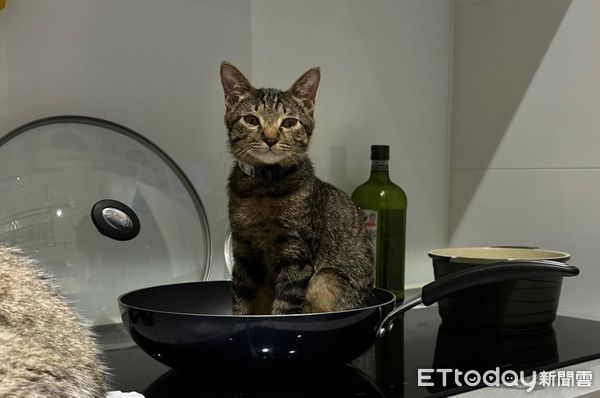 ▲晚餐不知吃什麼　轉頭見平底鍋「長出虎斑肉」她冒汗：先不要...。（圖／飼主Echo提供）