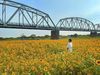 把握賞花期！攻略2023全台向日葵景點