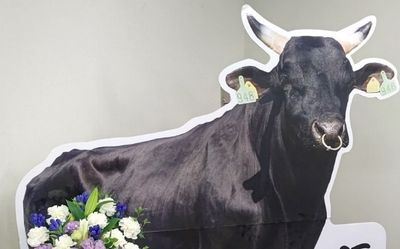 日本「精子產量巨高黑毛和牛」心衰竭亡　農民留言哀悼：感謝過往照顧