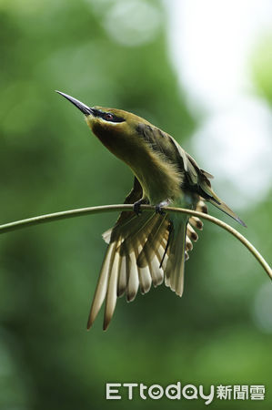 ▲▼栗喉蜂虎繁殖季到　菜鳥獻殷勤狂挖土求母鳥青睞。（圖／台北市立動物園提供，下同）