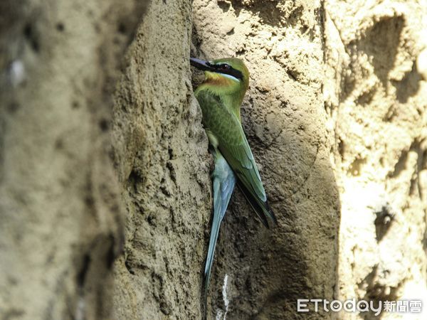 ▲▼栗喉蜂虎繁殖季到　菜鳥獻殷勤狂挖土求母鳥青睞。（圖／台北市立動物園提供，下同）