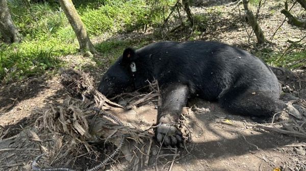 20隻台灣黑熊因人為死殘！「黑熊媽媽」悲痛曝7建議：要忍到何時
