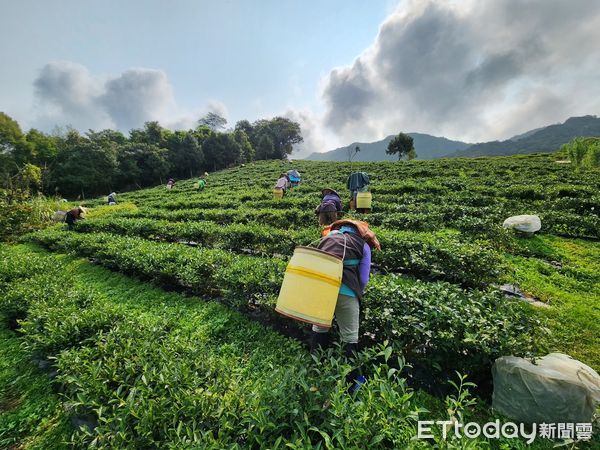 ▲▼全國有機茶評鑑，花蓮7家茶農參賽，有6家得獎。（圖／花蓮縣政府提供，下同）