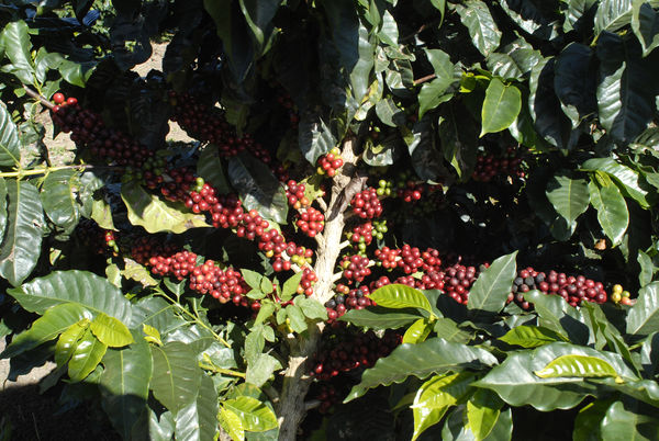 ▲▼巴西咖啡樹咖啡豆。（圖／達志影像／美聯社）