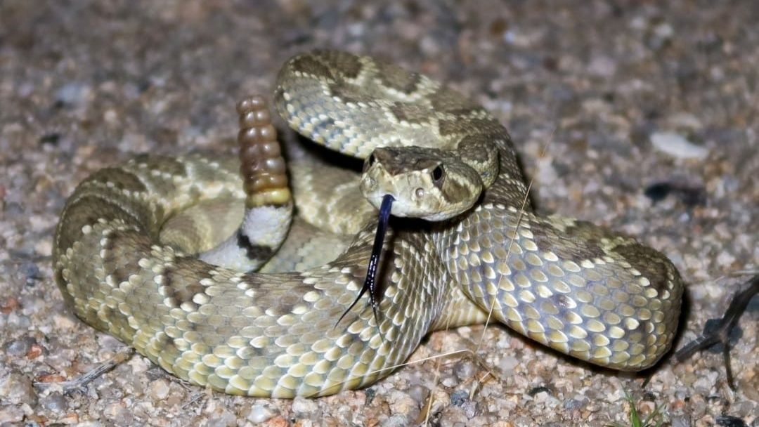 ▲▼牧師斜槓去抓響尾蛇（圖／翻攝自Facebook／Tim`s Rattlesnake Removal）