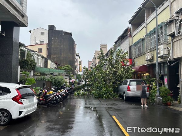 ▲▼台中午後下起一場大雨，造成路樹倒塌，壓毀2輛汽機車。（圖／民眾提供，下同）