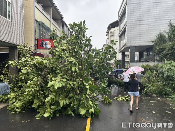 ▲▼台中午後下起一場大雨，造成路樹倒塌，壓毀2輛汽機車。（圖／民眾提供，下同）