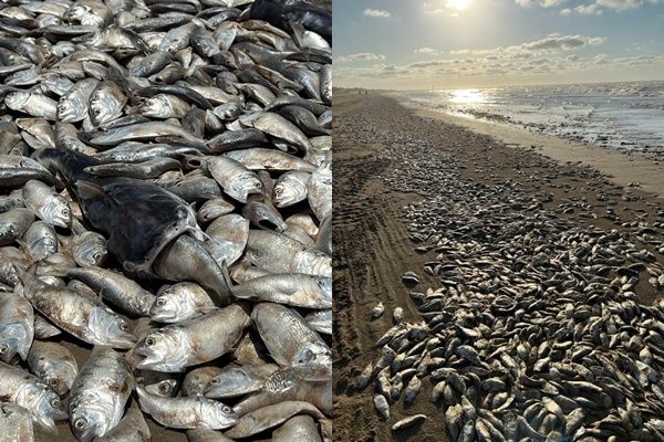 ▲▼美國德州墨西哥灣日前突然出現數以萬條死魚。（圖／翻攝自Facebook）