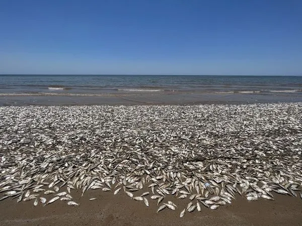 ▲▼美國德州墨西哥灣日前突然出現數以萬條死魚。（圖／翻攝自Facebook）