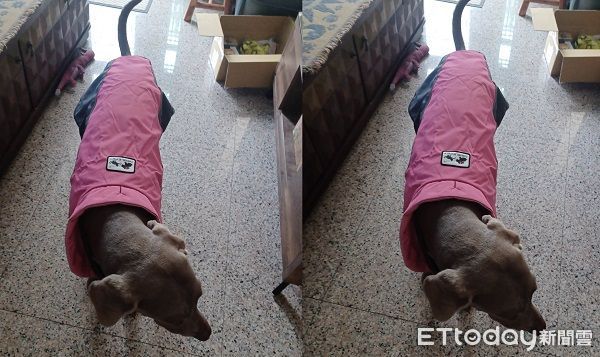 ▲▼飼主幫Emma做一件雨衣，模樣像極了「無臉男」。（圖／粉專威瑪獵犬Emma的異想世界提供，請勿隨意翻拍，以免侵權。）