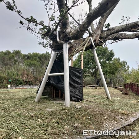 ▲三地門德萊公園母子雀榕樹再展生機             。（圖／記者陳崑福翻攝）