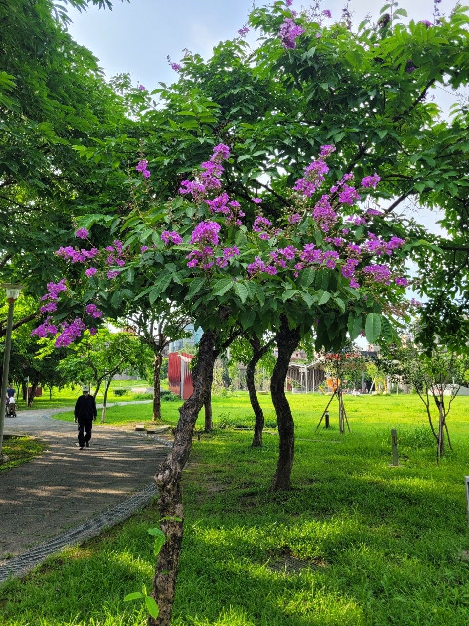 ▲板橋音樂公園親子同遊好去 豔夏繽紛大花紫薇現蹤新北。（圖／新北市景觀處提供）