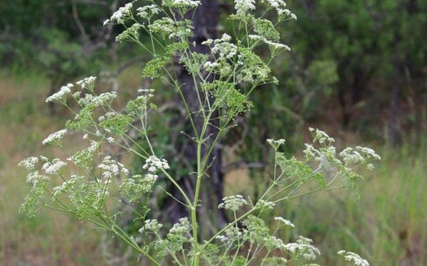 女除草誤觸「一植物」舌頭腫脹無法呼吸　醫警告：2小時就會喪命。（圖／翻攝自Facebook）