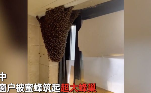 ▲蜜蜂飛進家裡半小時內築成巨型蜂巢。（圖／翻攝星視頻）