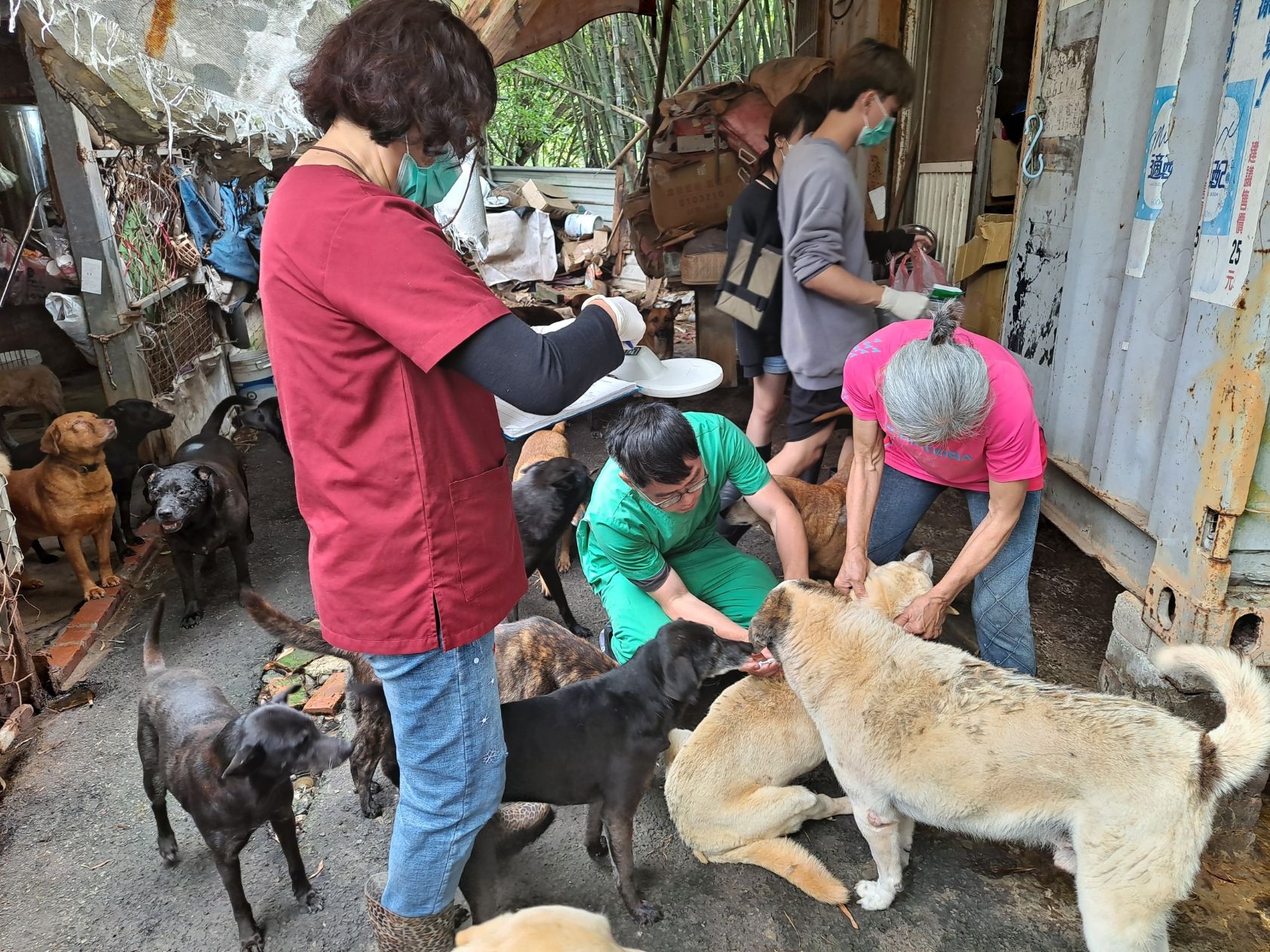 ▲新北推動犬貓結紮計畫 有效控制遊蕩犬數量獲肯定。（圖／新北市動保處提供）