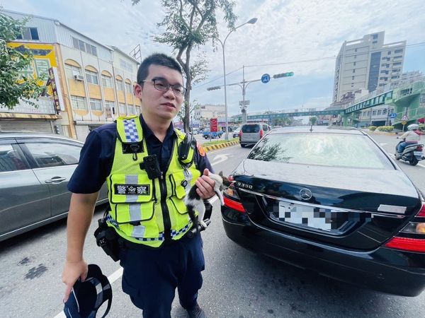 ▲▼小幼貓卡賓士車底　暖警躺地救援。（圖／頭份分局提供）