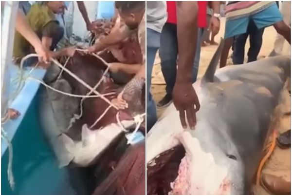 ▲▼俄羅斯一名23歲男子在埃及赫加達水域被鯊魚攻擊致死，當地人圍捕鯊魚後用魚叉棍棒將牠殺死，解剖後在鯊魚腹內發現人體遺骸。（圖／翻攝自YouTube、推特影片）