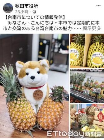 ▲日本秋田市派駐到台南的觀光大使–秋田犬愛上鳳梨，6月分別在該市官方臉書以及市政府的內部文宣上推廣台南鳳梨，讓秋田市職員大呼可愛。（圖／記者林悅翻攝，下同）