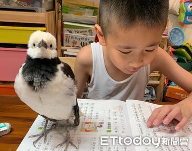 哥哥下周期末考！鳥寶狂刷存在感「擋住課本甩頭」：快來跟我玩～