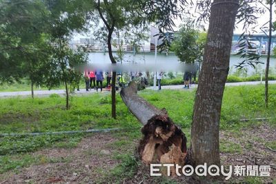 逢甲大學樹塌壓死男學生 東海大學2年前也曾發生樹砸人意外釀1死
