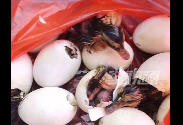 ▲▼陸男買「鴨仔蛋」準備大吃　還沒回到家「33顆全孵化了」。（圖／翻攝星視頻）