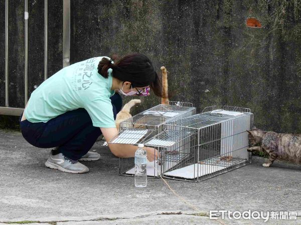 ▲▼使用校車帶浪貓絕育！阿里山師生共同解決流浪犬貓繁殖問題。（圖／台灣之心愛護動物協會提供，下同）