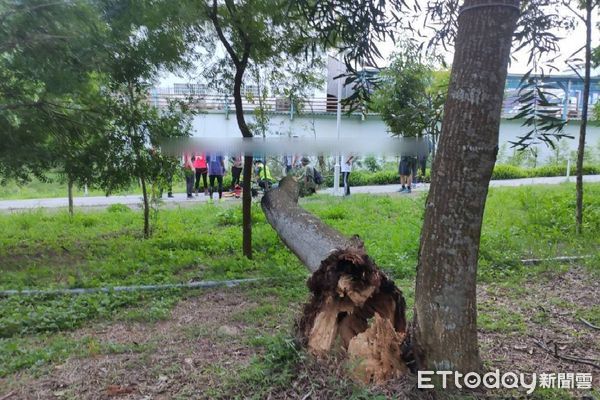 ▲▼台中東海大學樹倒壓死人。（圖／記者游瓊華翻攝）