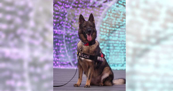 新北市警犬隊今年有5隻狗兒退役，警方在2個月的甄選後終於選定領養人，並於今日辦理領養。（圖／翻攝畫面）